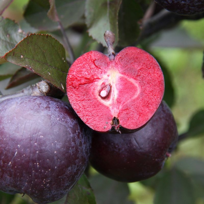 Malus 'Roberts Red'