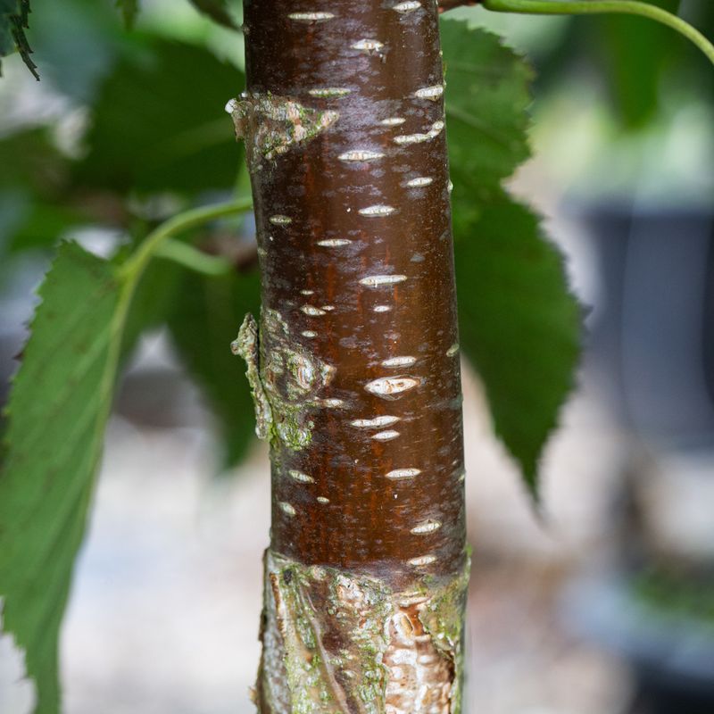 Betula ermanii 'Mount Zao Purple'