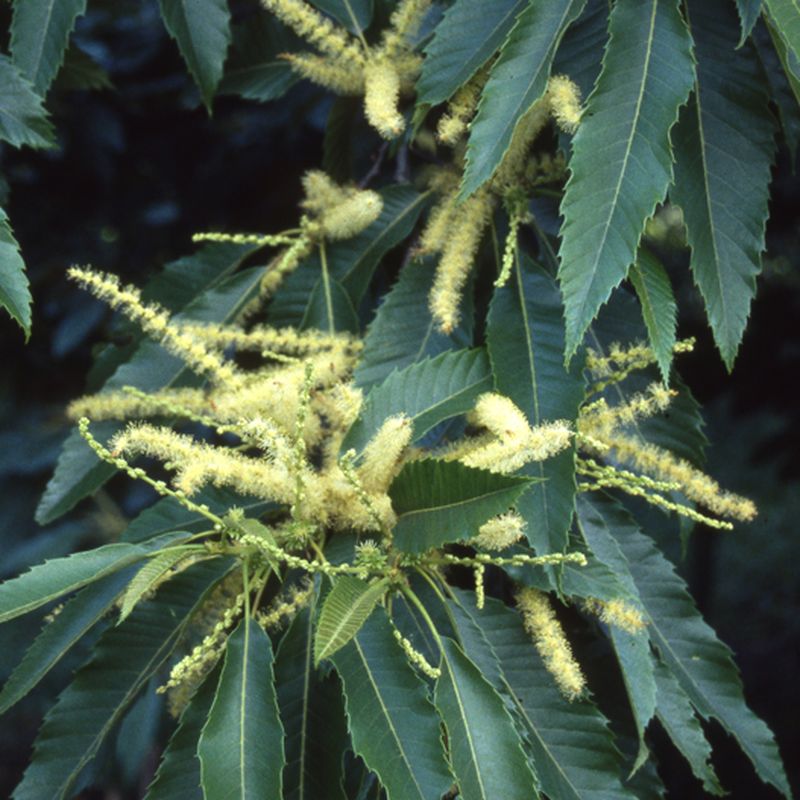 Castanea sativa