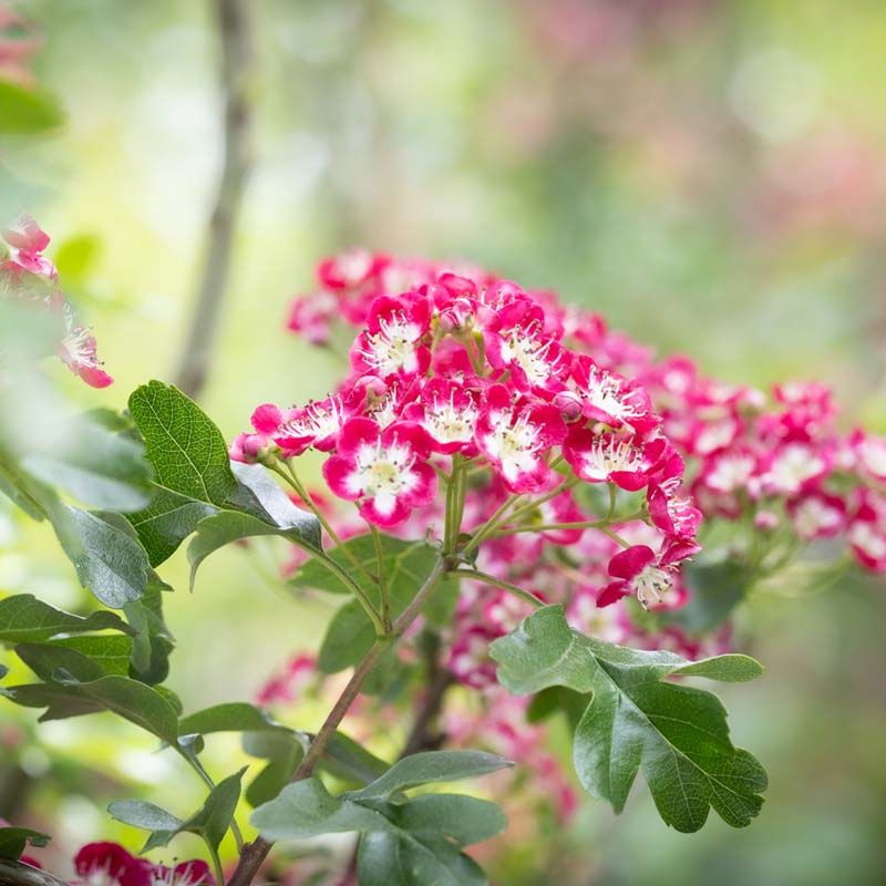 Crataegus x media 'Crimson Cloud'
