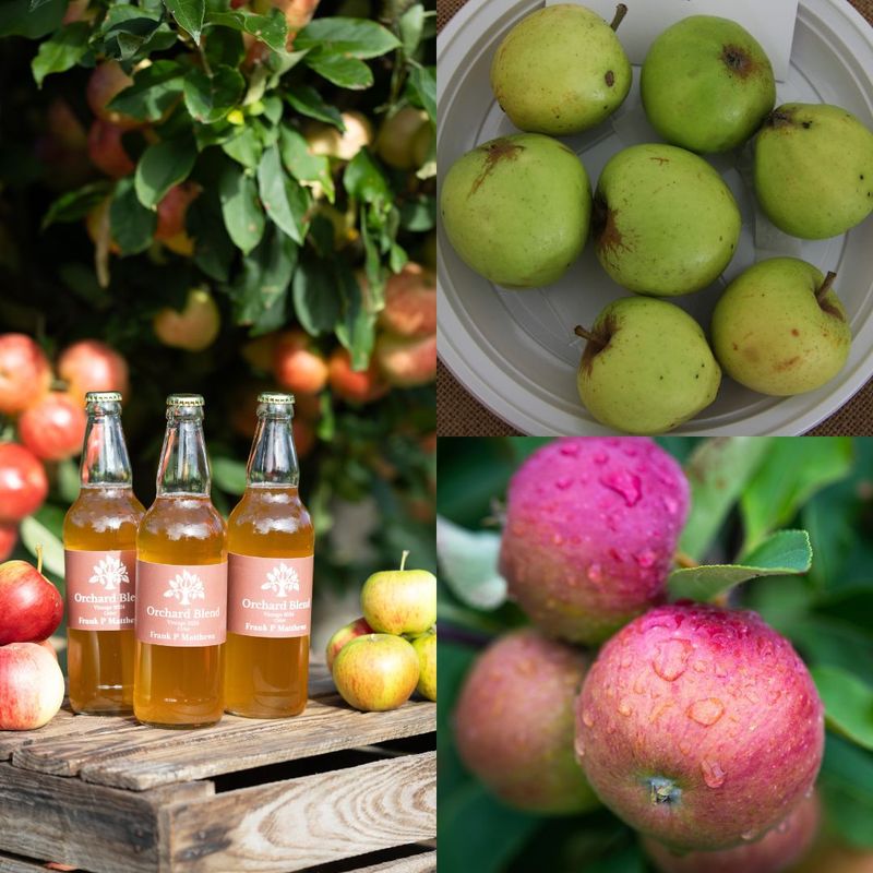 Cider Collection