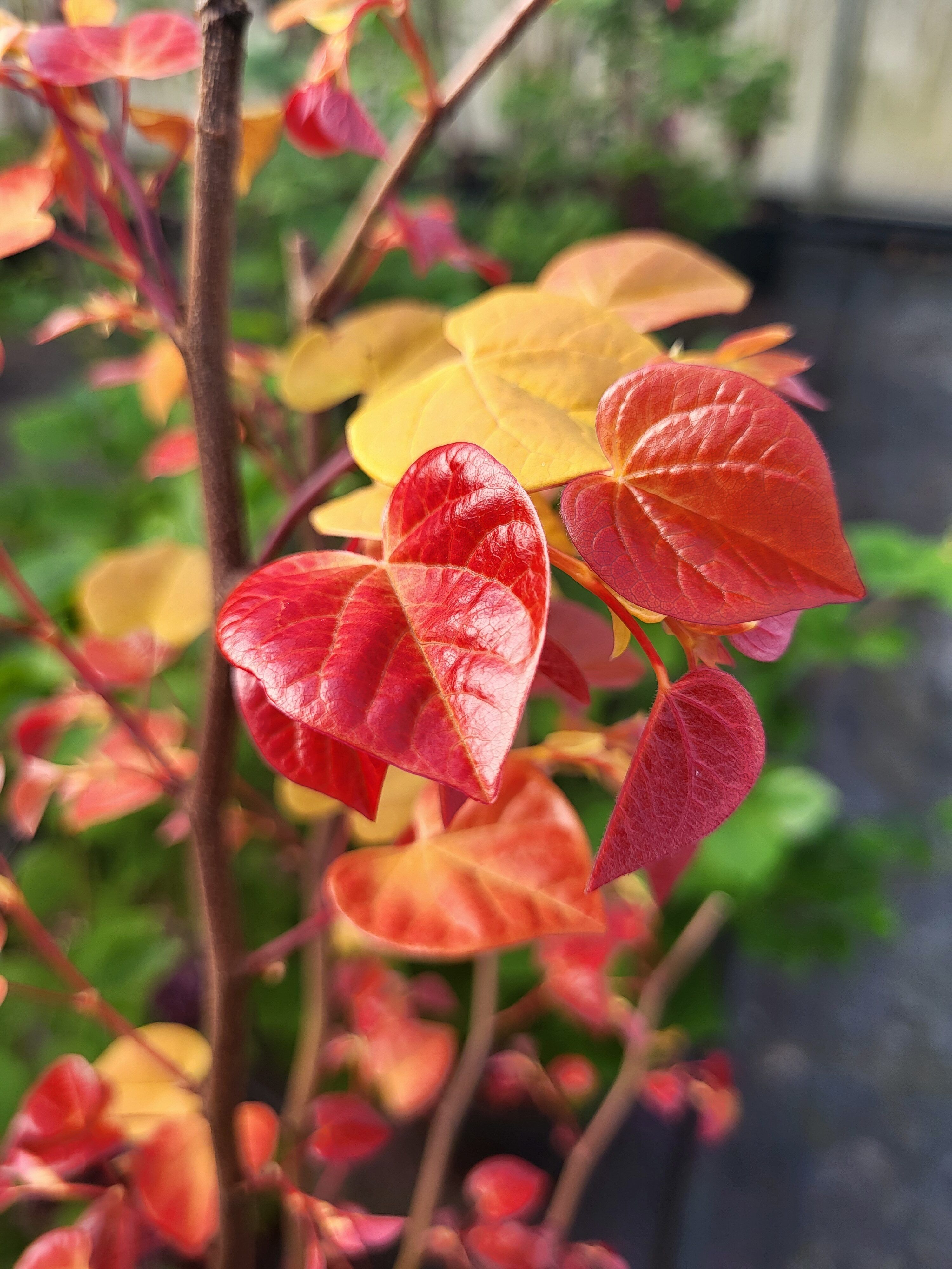 Cercis Hearts a Fire from Frank P Matthews