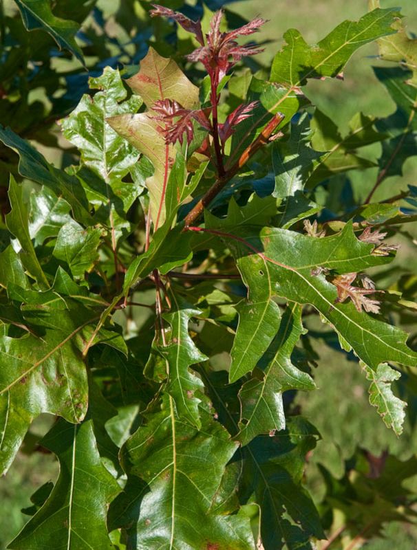 Quercus texana 'New Madrid' 1