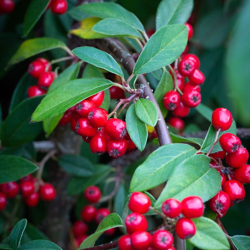 Cotoneaster 'Hybridus Pendulus'