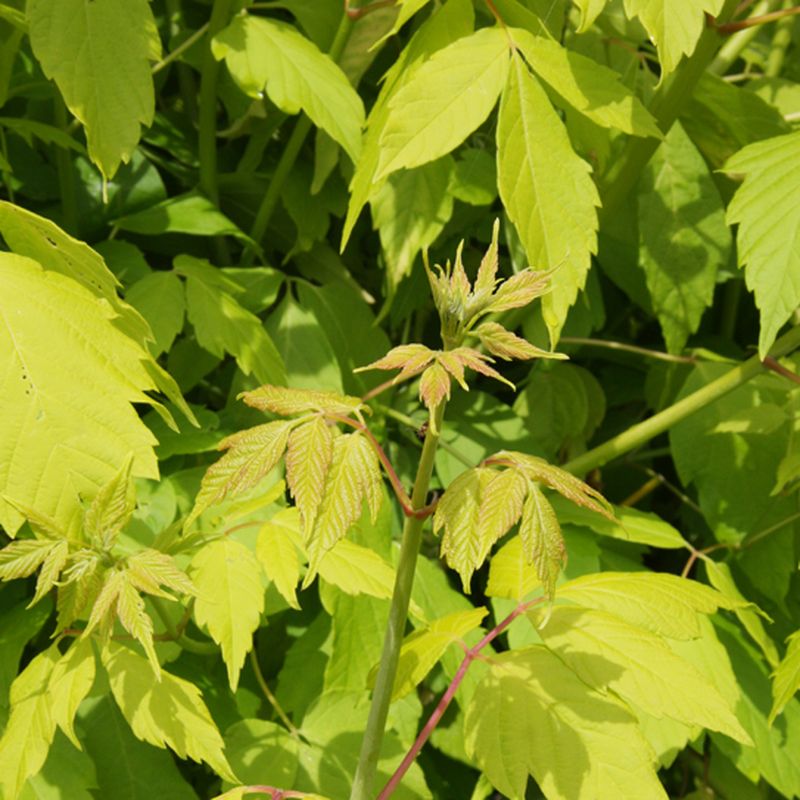 Acer negundo 'Kelly's Gold'