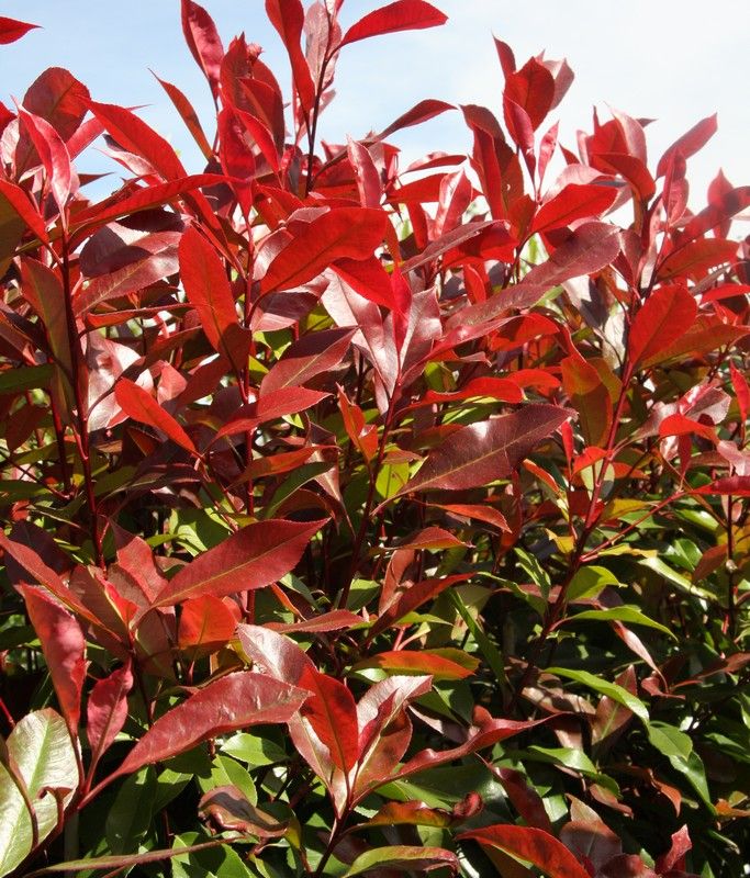 Photinia x fraseri 'Red Robin' 1