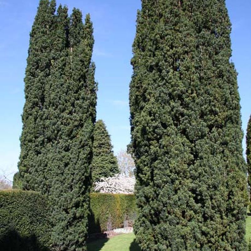 Taxus baccata 'Fastigiata'