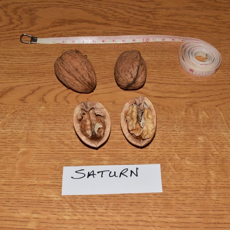 Saturn