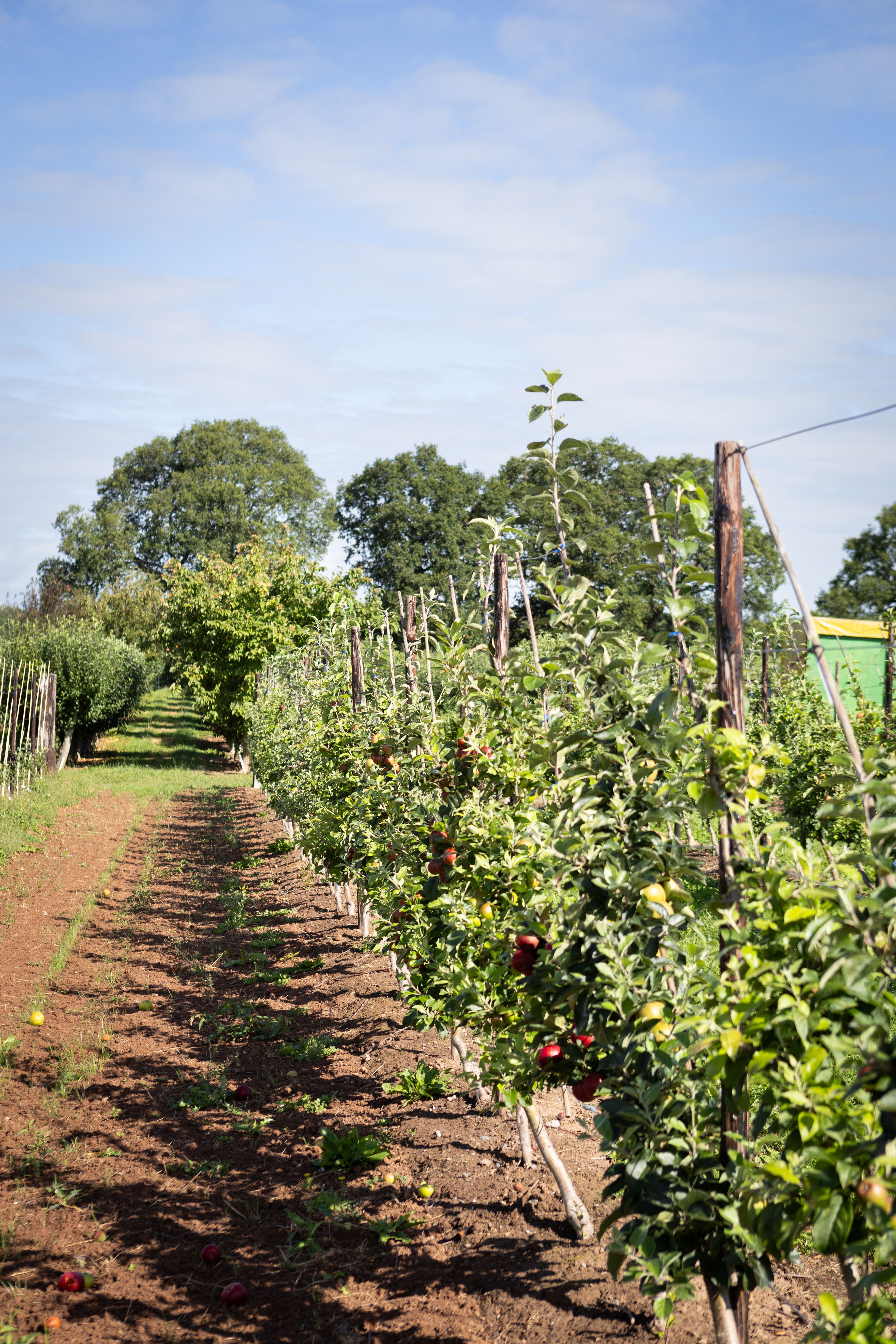 Fighting Climate Change with Trees
