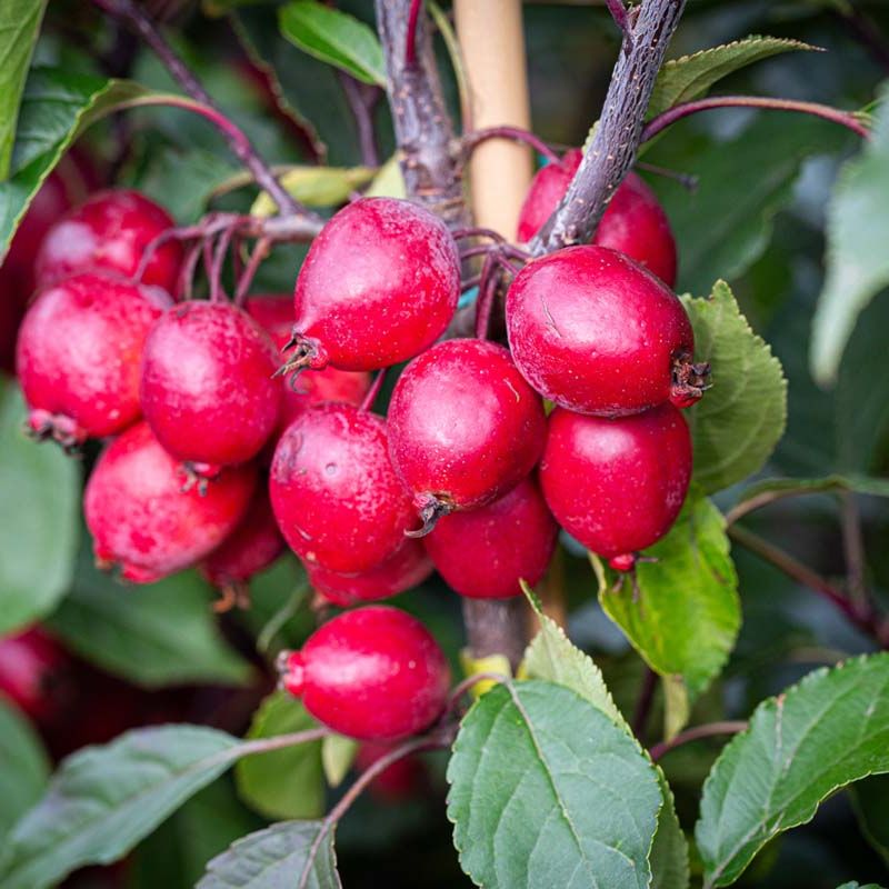 Malus 'Red Obelisk'®