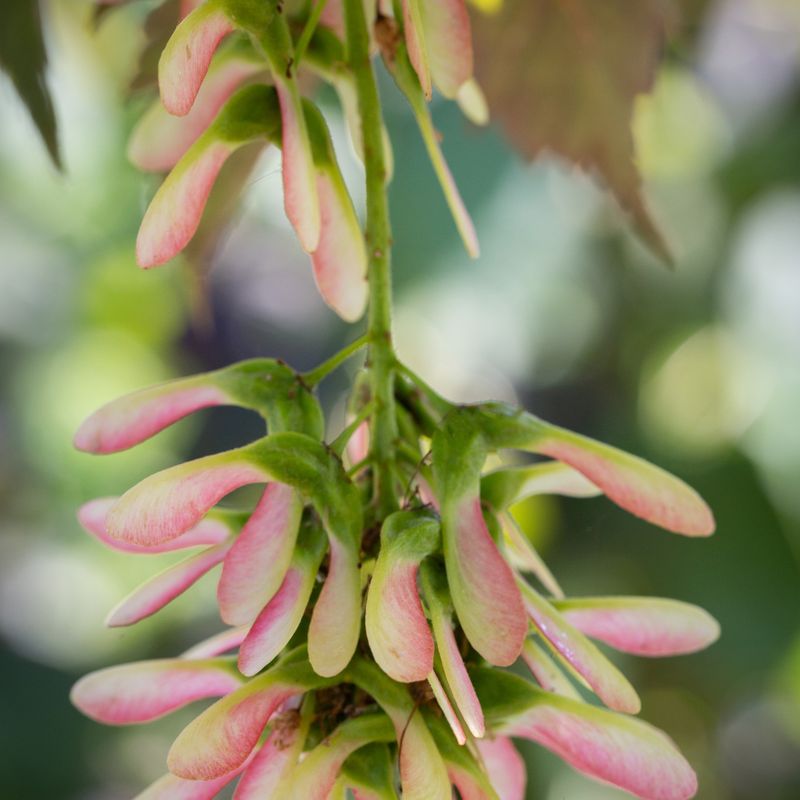 Acer pseudoplatanus 'Prinz Handjery'